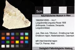 Foto (Objket + Etiketten) von Longodromites angustus (Reuss 1858) 